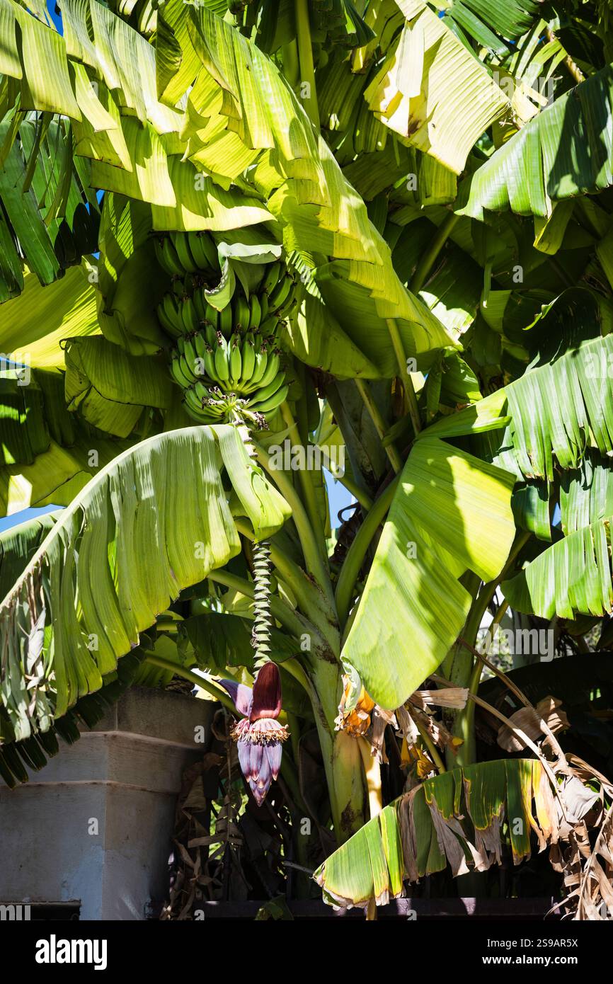 Banane sull'isola di Egina, Golfo Saronico, Grecia Foto Stock