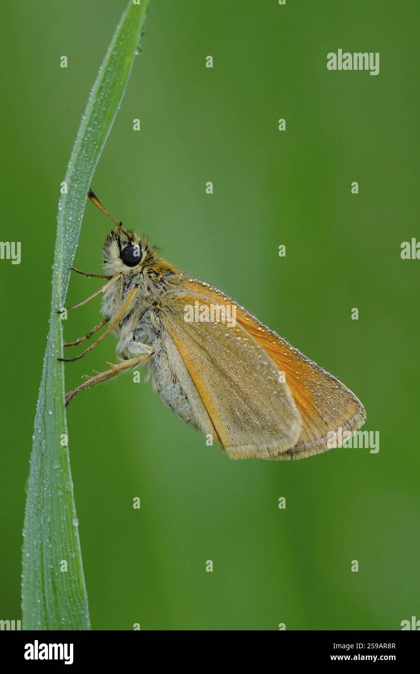 Farfalla bruna con testa nera, Thymelicus lineola, classe Insecta, ordine Lepidoptera, famiglia Hesperiidae, sottofamiglia Hesperiinae, genere Thymelicus Animal Foto Stock