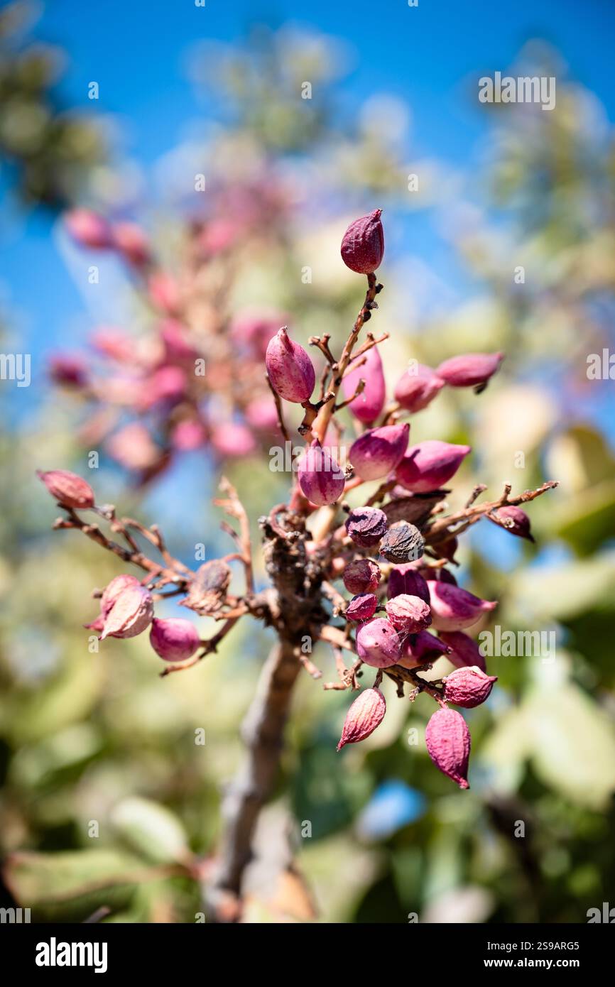I pistacchi crescono su un albero nelle piantagioni dell'isola di Egina, in Grecia Foto Stock