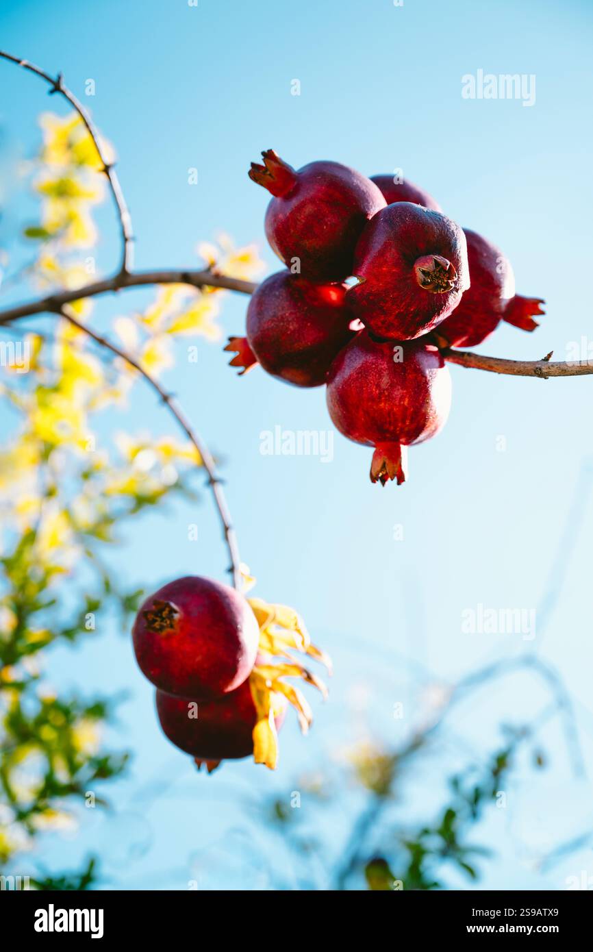 Melograni rossi maturi contro un cielo blu sull'isola di Egina al largo di Atene, Grecia Foto Stock