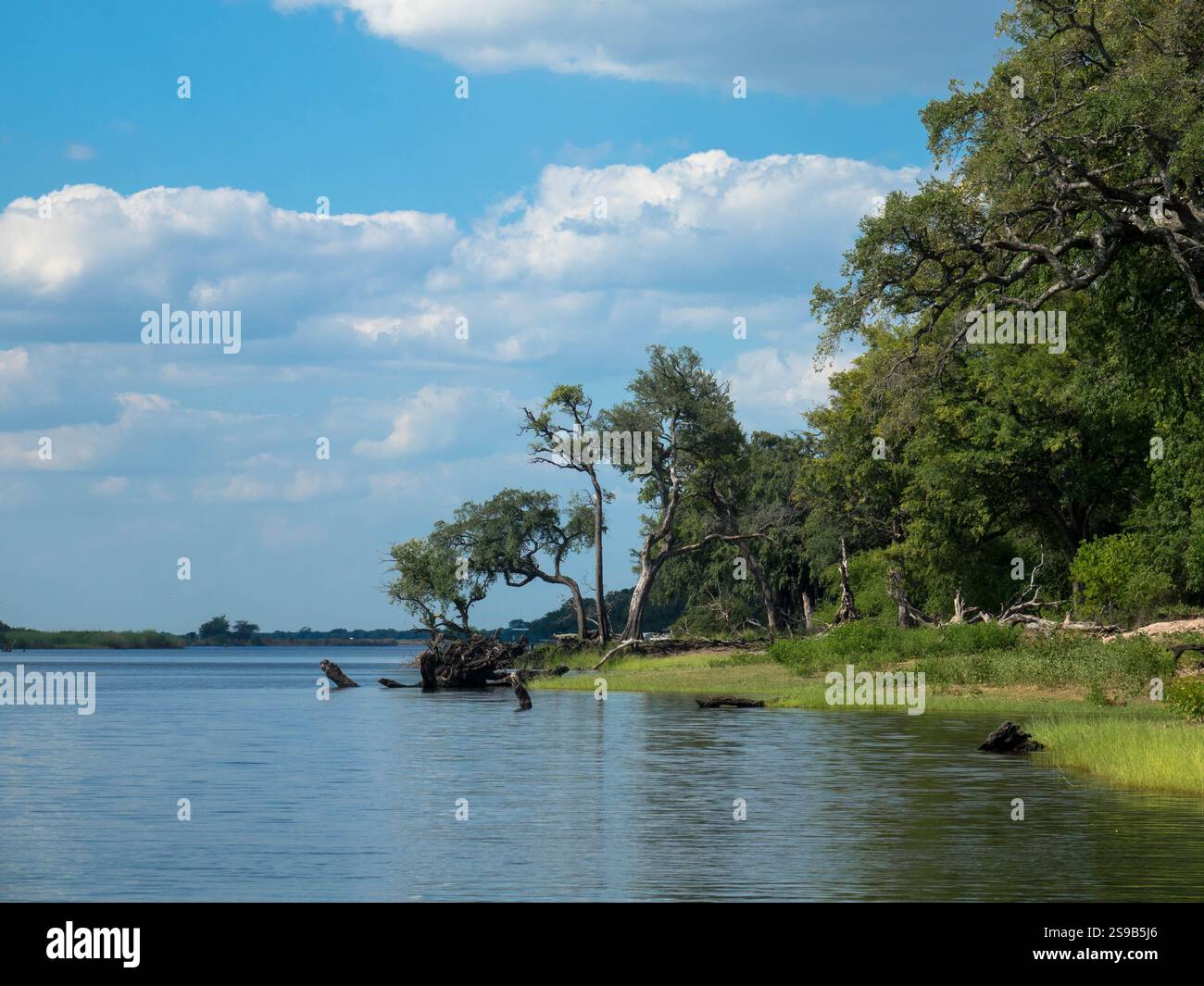 Il bellissimo fiume Okavango con molti alberi sulla riva del fiume. Visto durante una crociera sul fiume. Vicino a Divundu e al Parco Nazionale di Mahango. Namibia, Africa. Foto Stock