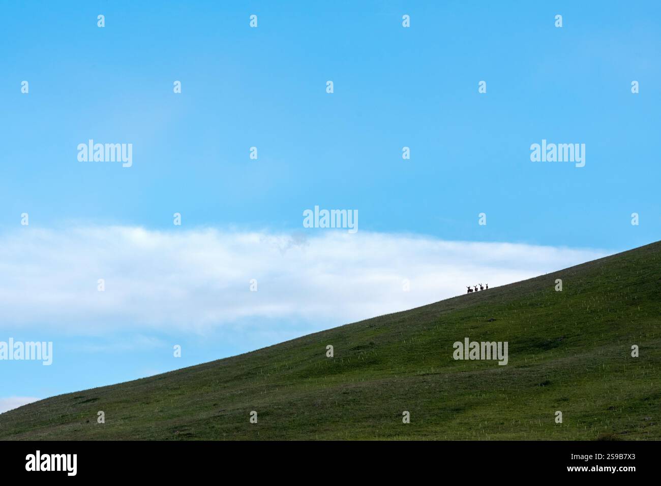 Alce Bull, Zumwalt Prairie, Oregon. Foto Stock