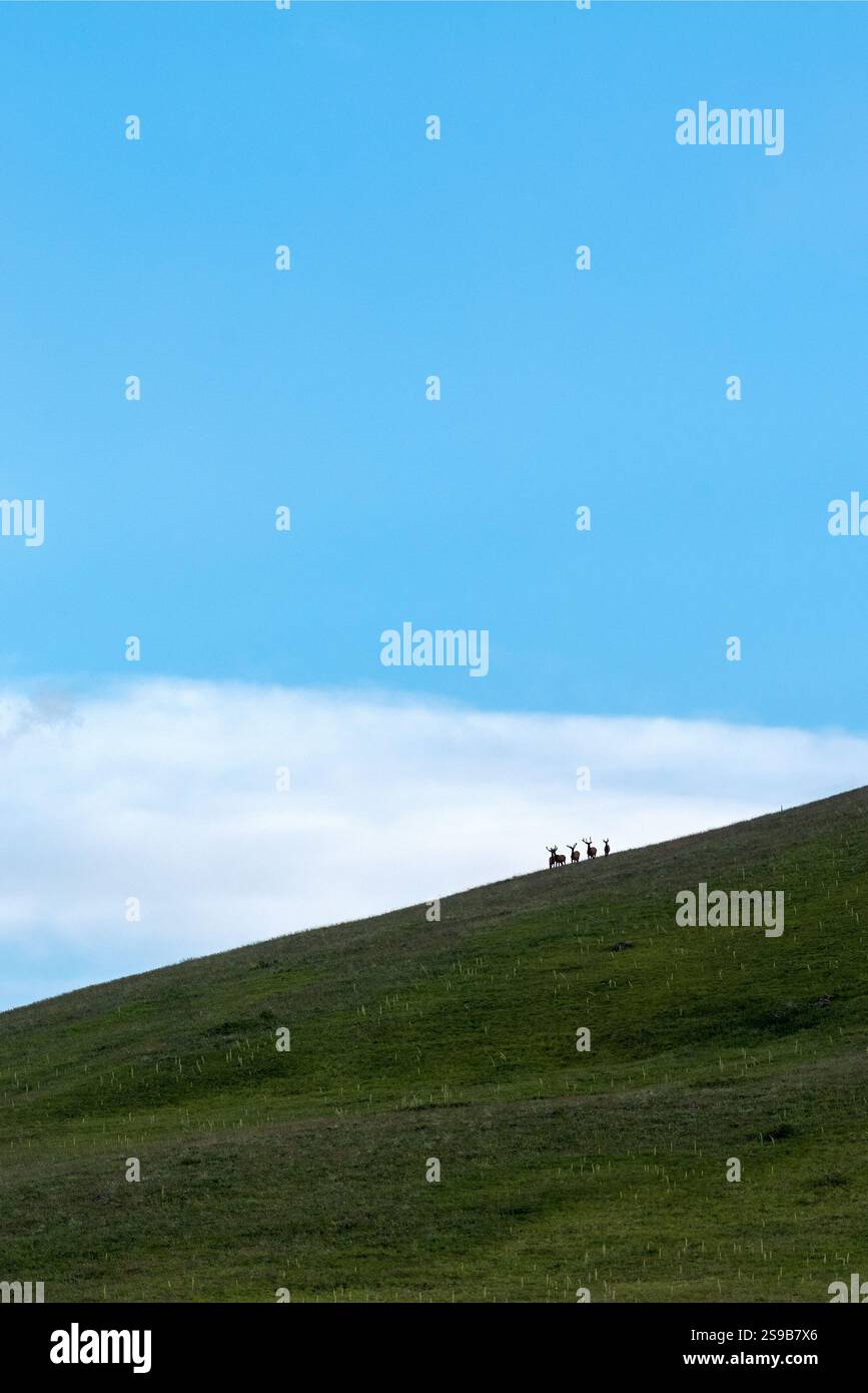 Alce Bull, Zumwalt Prairie, Oregon. Foto Stock