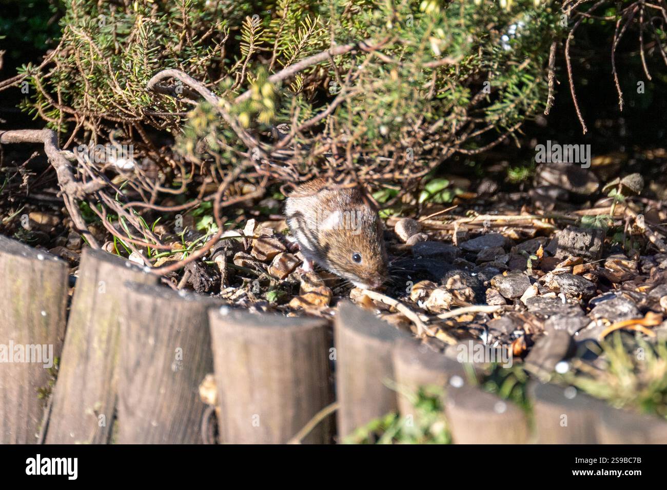 Bank Vole [Myodes glareolus] in un giardino periferico mangiando cibo di uccelli versato. Foto Stock
