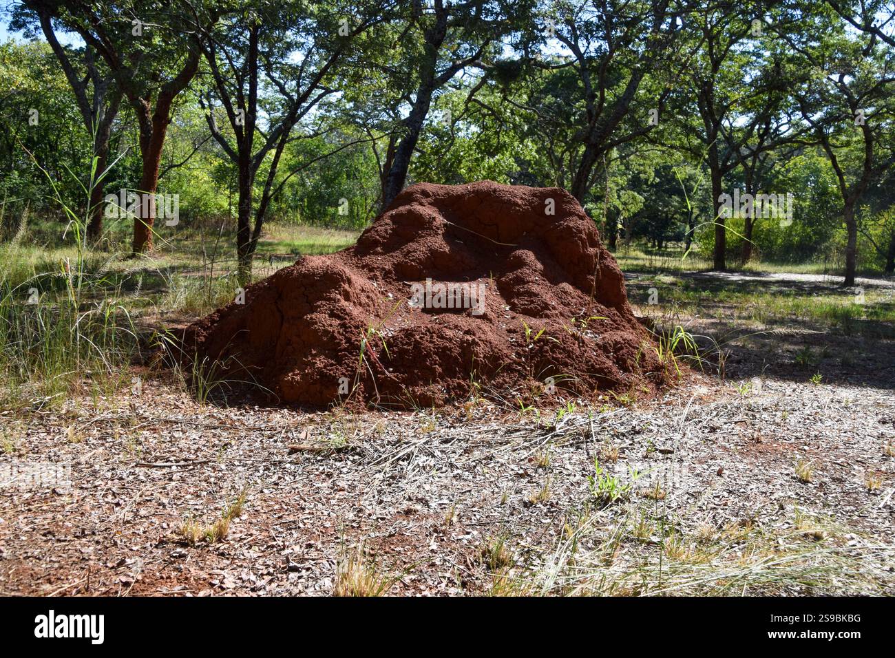 Un grande tumulo di termiti in una riserva naturale nello Zimbabwe, aprile 2024. Credito: Vuk Valcic/Alamy Foto Stock