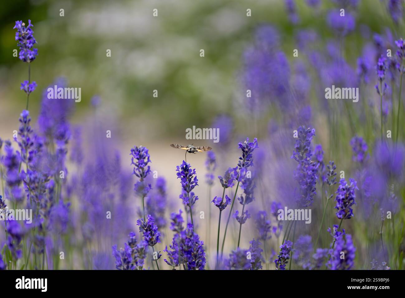 La falena del falco colibrì che si nutre della lavanda Foto Stock