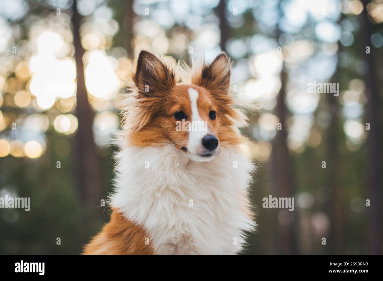 Sheepdog Shetland Foto Stock