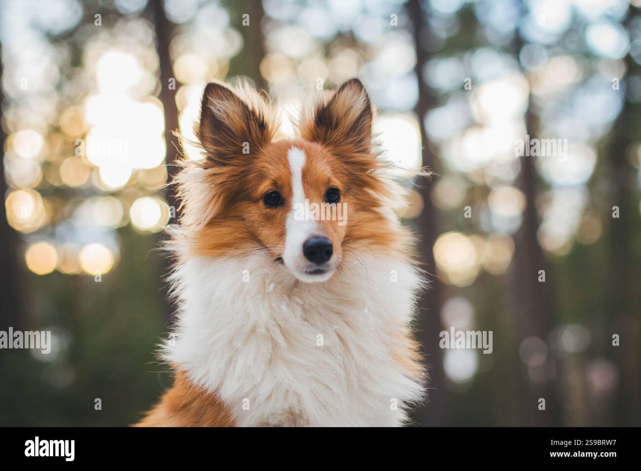 Sheepdog Shetland Foto Stock