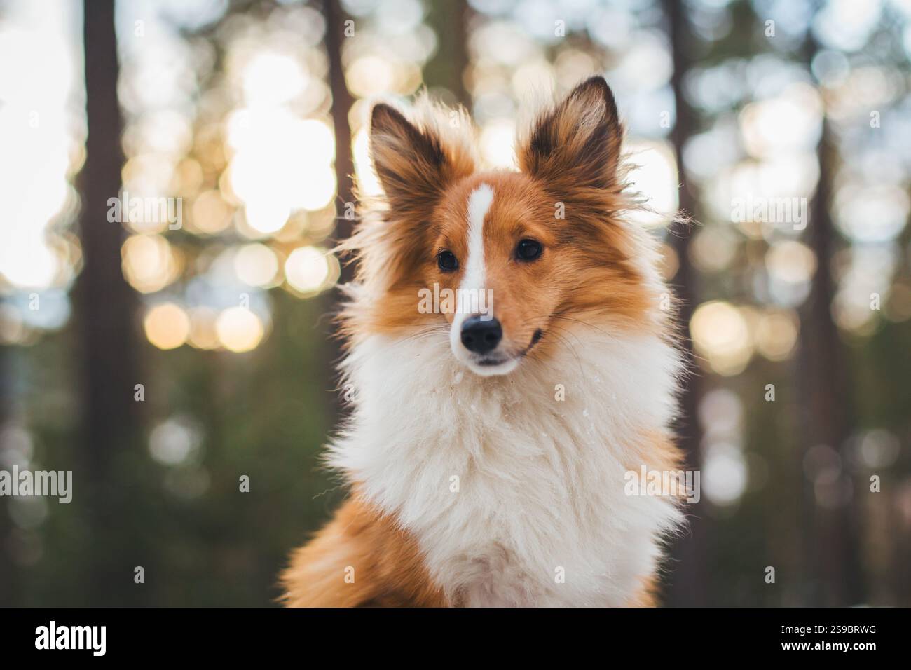 Sheepdog Shetland Foto Stock