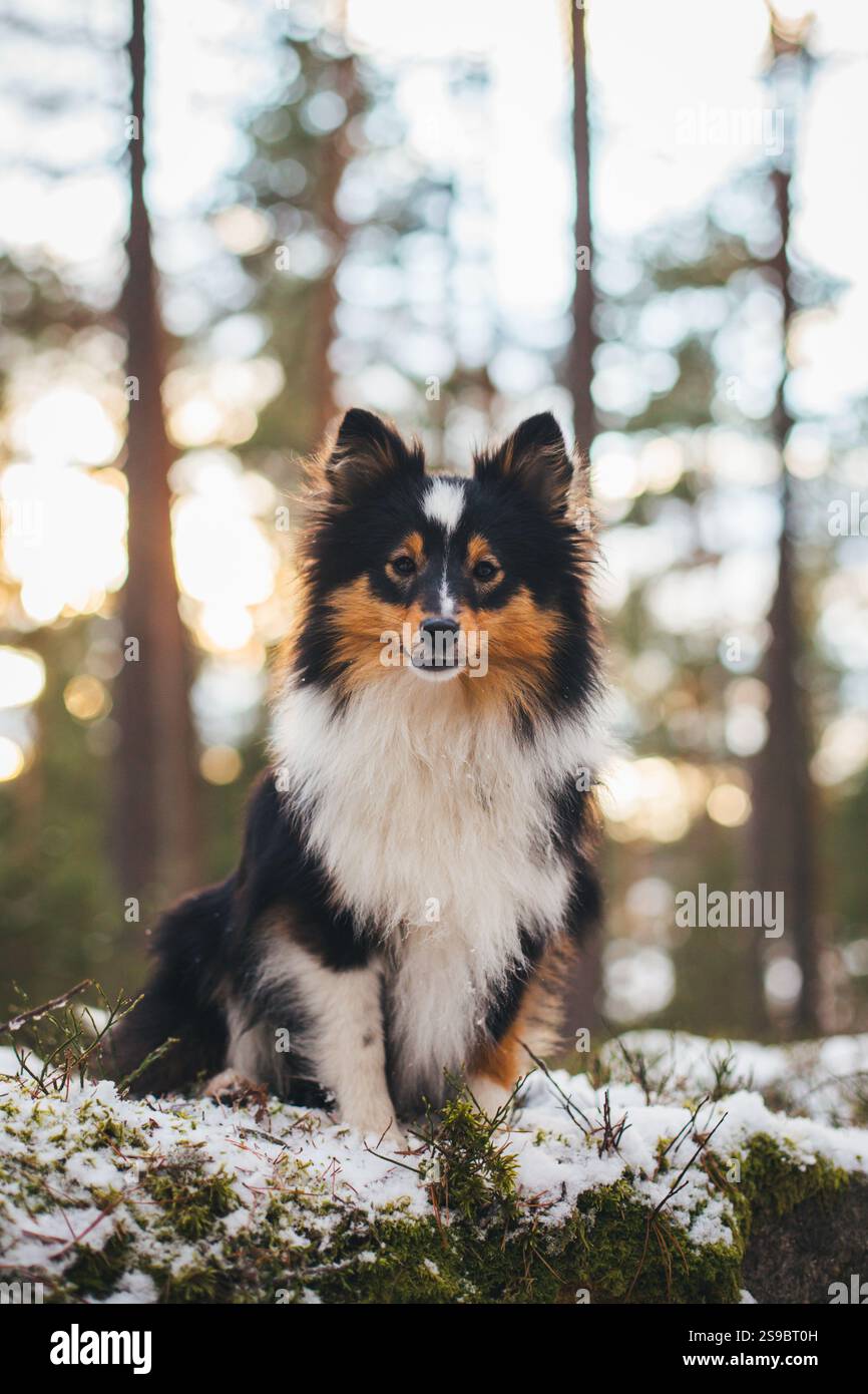 Sheepdog Shetland Foto Stock