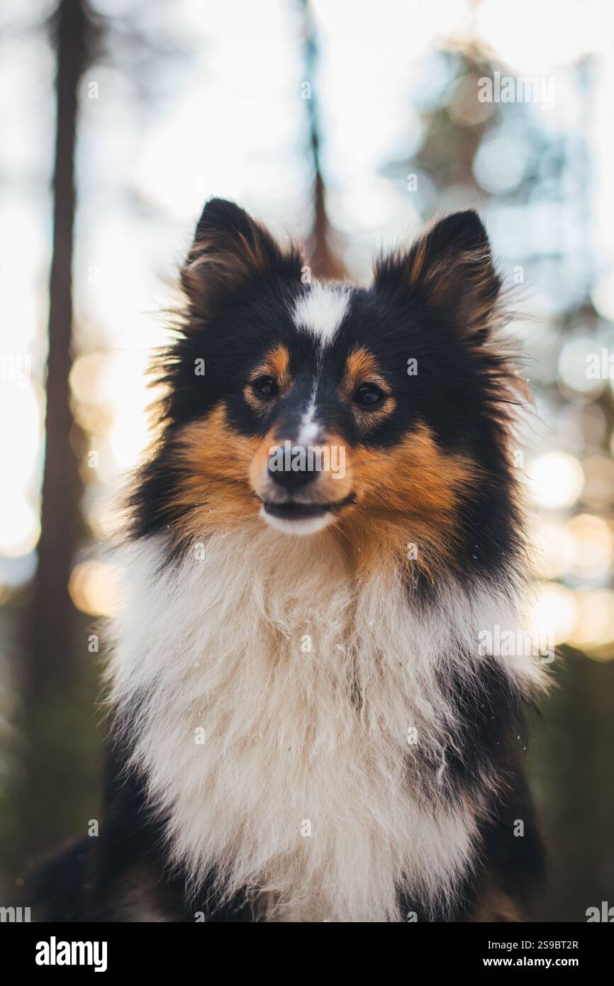 Sheepdog Shetland Foto Stock