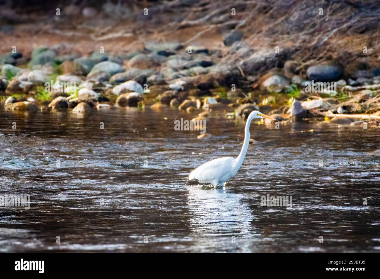 Nel basso Salt River Foto Stock