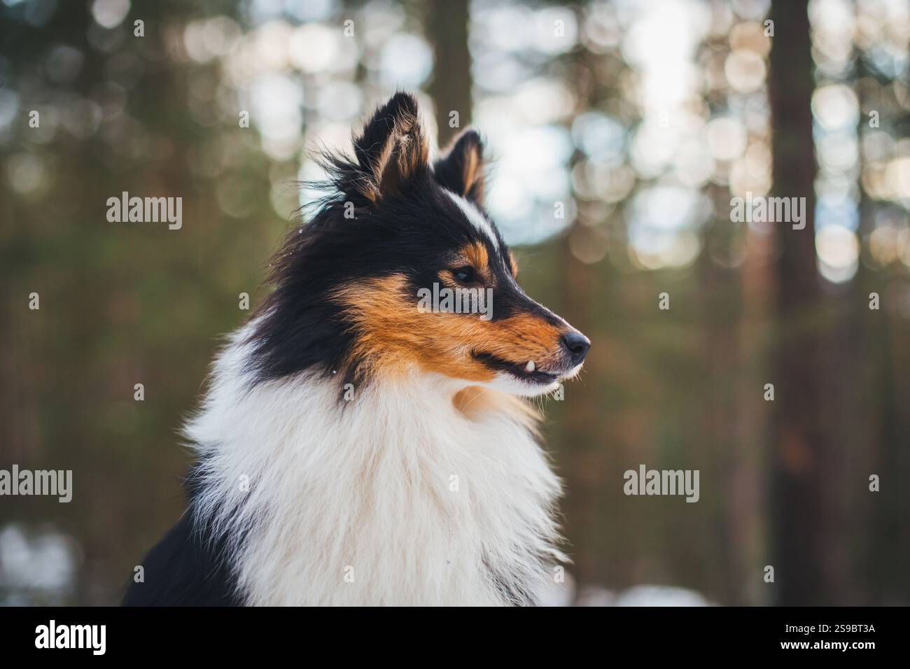 Sheepdog Shetland Foto Stock