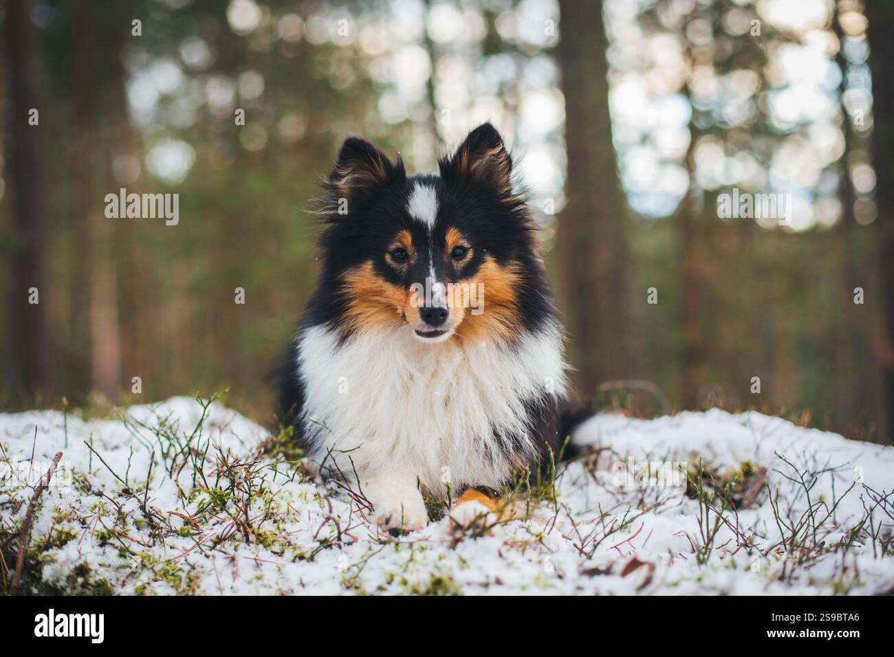 Sheepdog Shetland Foto Stock