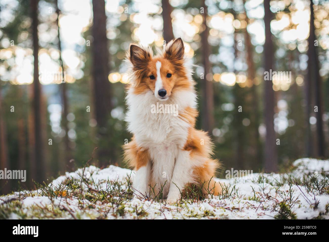 Sheepdog Shetland Foto Stock