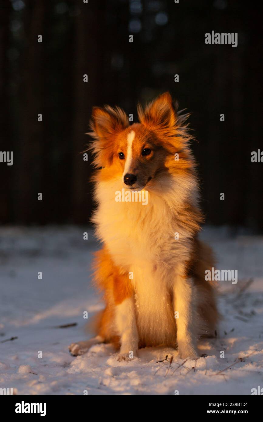 Sheepdog Shetland Foto Stock