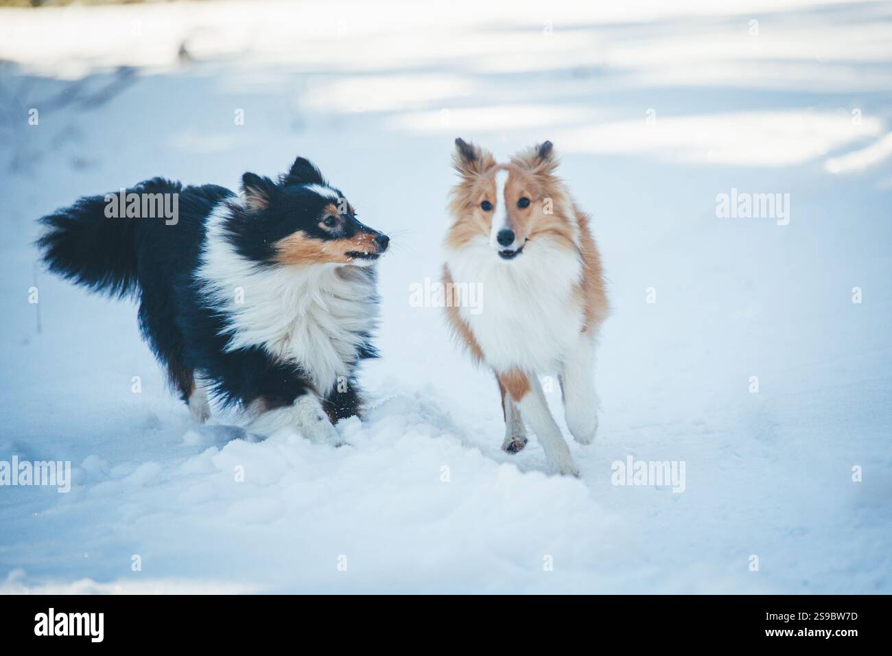 Shetland Sheepdogs che giocano nella neve Foto Stock