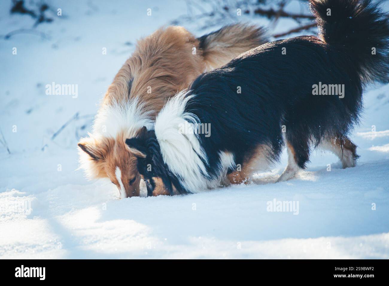 Shetland Sheepdog annusare nella neve Foto Stock