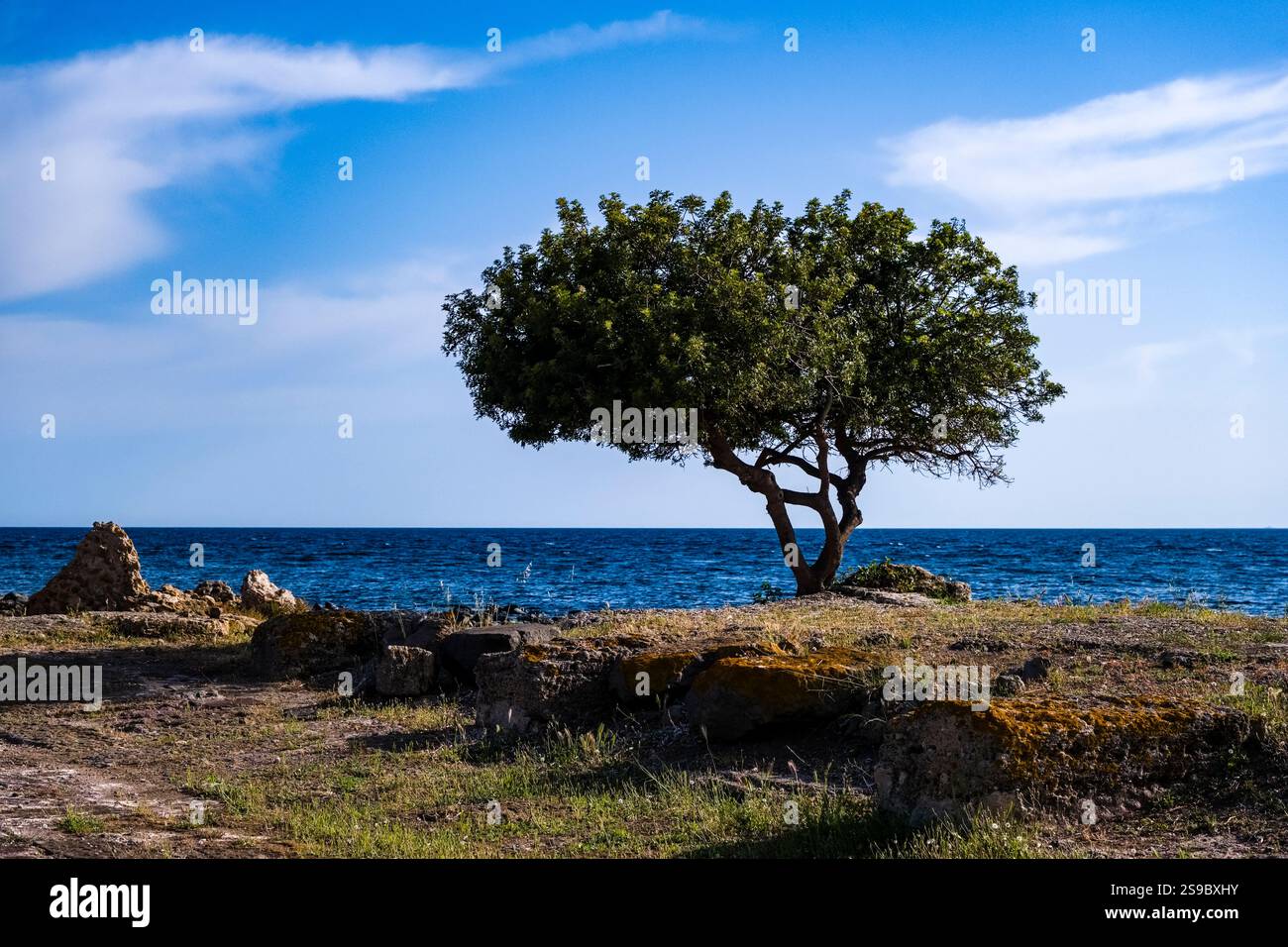 Rovine del sito archeologico di Nora, un'antica città pre-romana e romana e un albero solitario sul mare mediterrano. Foto Stock