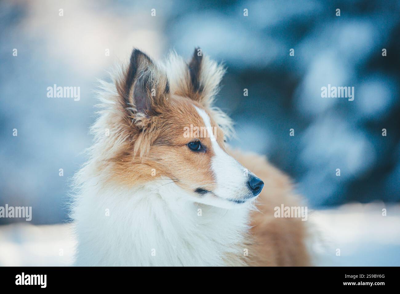 Sheepdog Shetland Foto Stock