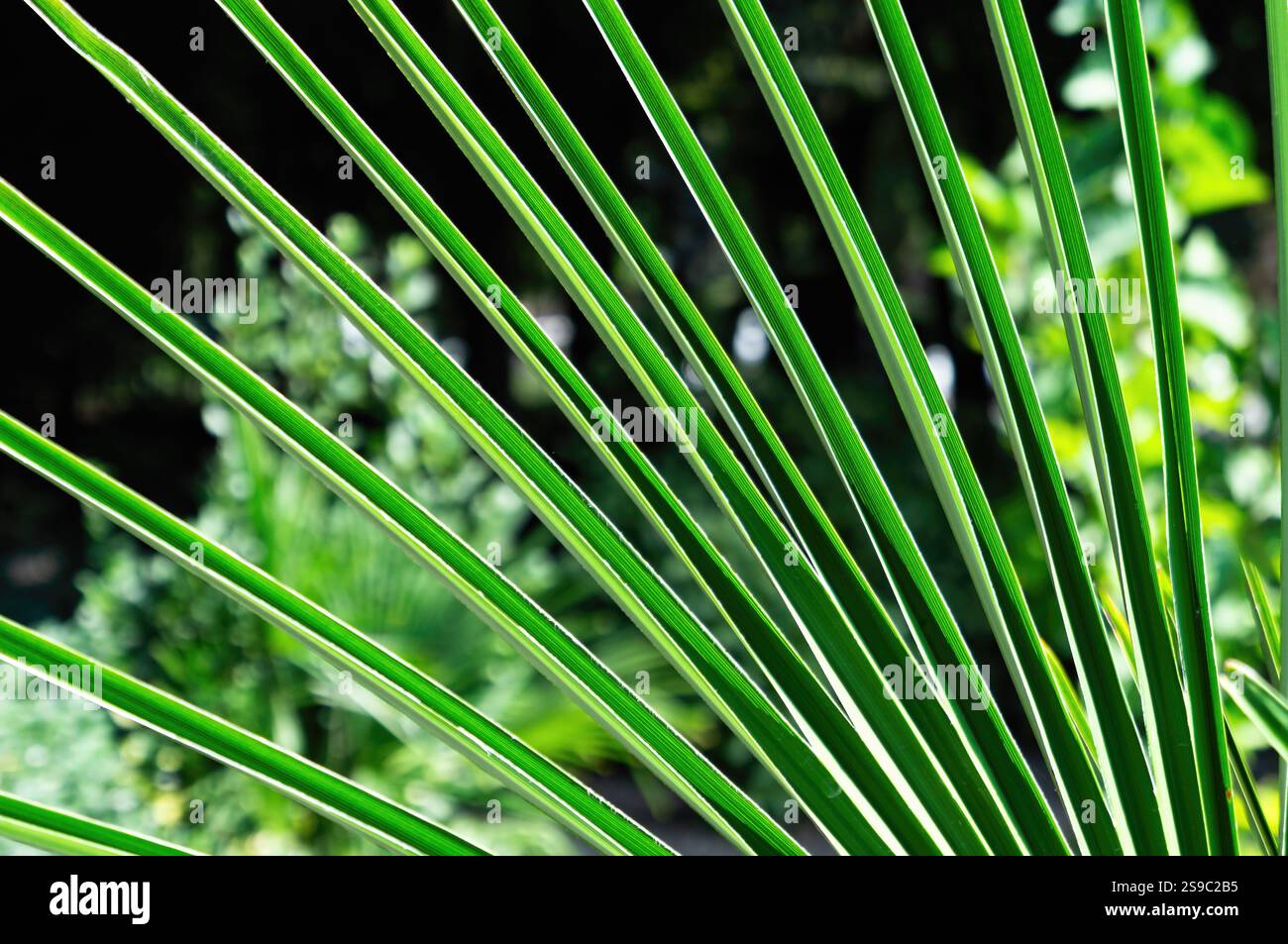 Exotic Palm Leaves Pattern of Trachycarpus Takil per un design ispirato alla natura Foto Stock