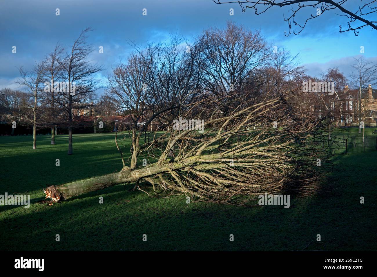 Albero soffiato durante Storm Éowyn a Lomond Park, Trinity, Edimburgo, Scozia, Regno Unito. Foto Stock