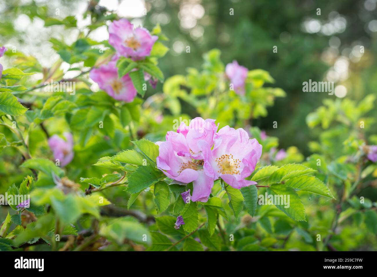 Rosa rubiginosa (briar dolce, sweetbriar rose, brier dolce o eglantina). Rosa fiori di rosa selvatica al sole. Foto Stock