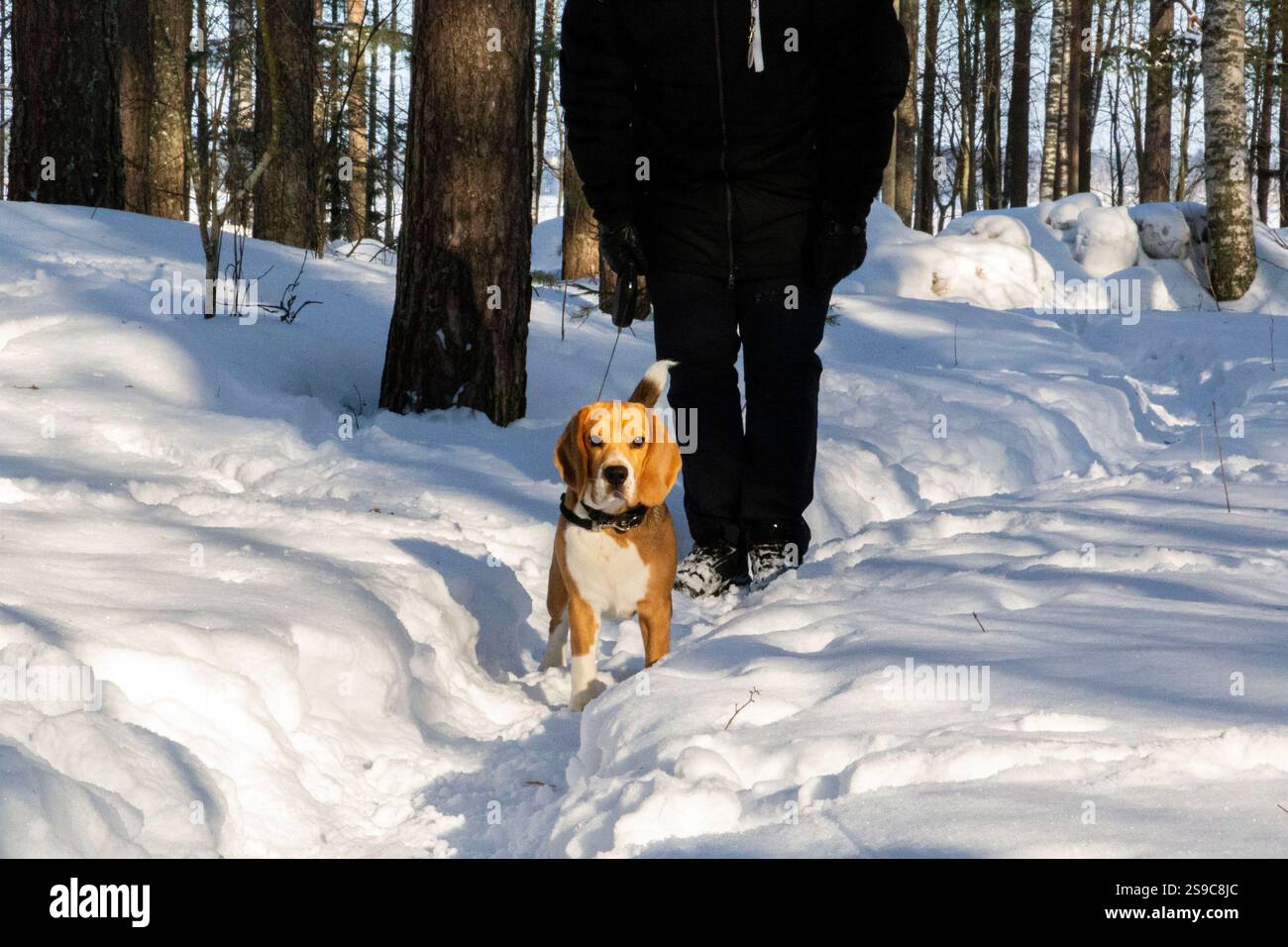 Cane Beagle sulla passeggiata invernale Foto Stock