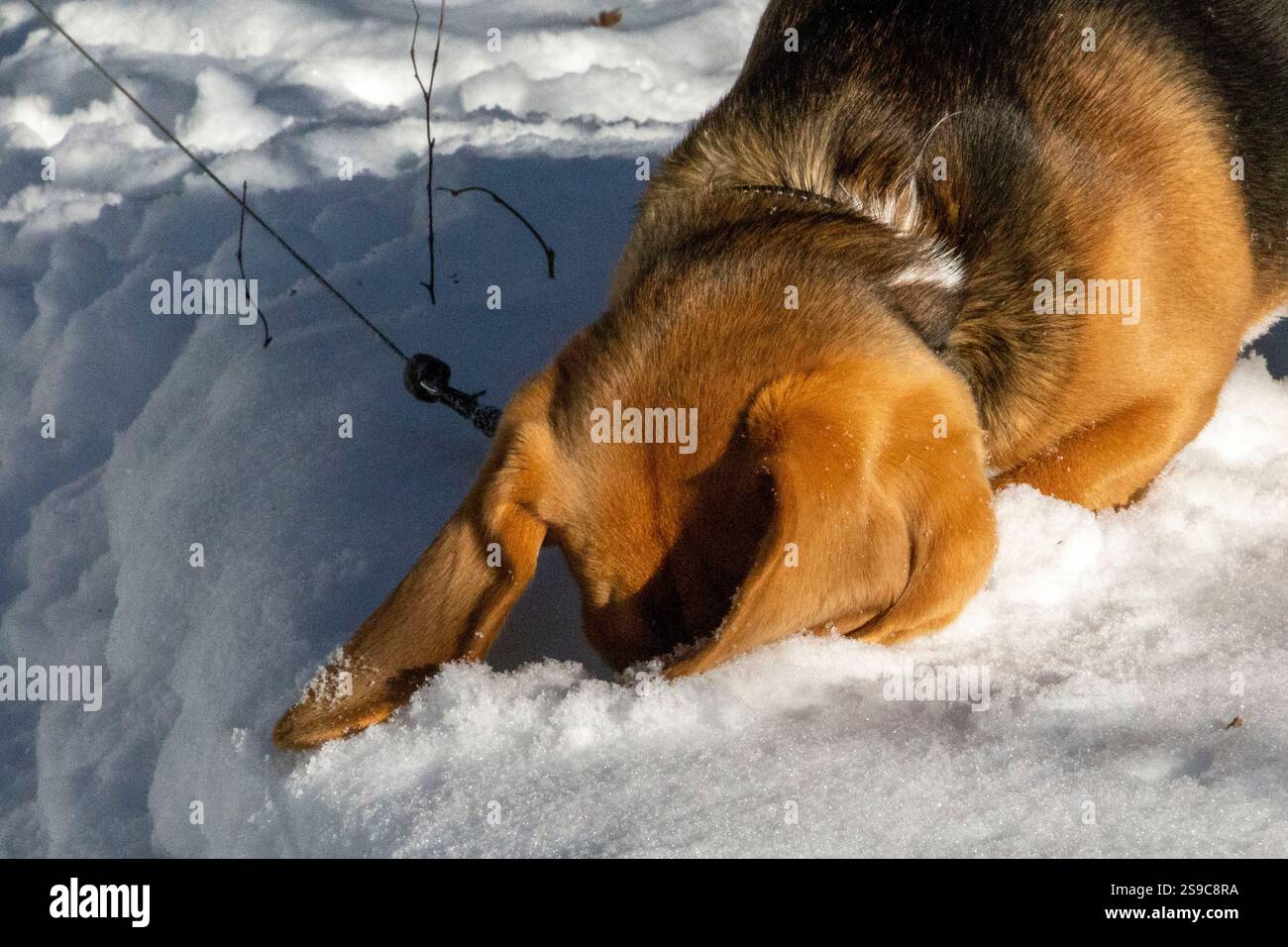 Cane Beagle sulla passeggiata invernale, nascosto nella neve Foto Stock