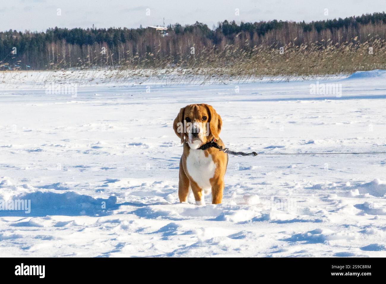 Cane Beagle sulla passeggiata invernale Foto Stock