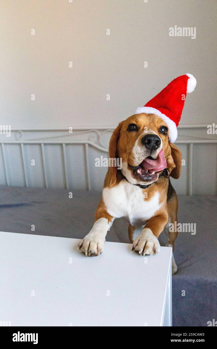 Cane Beagle nel cappello di babbo natale Foto Stock