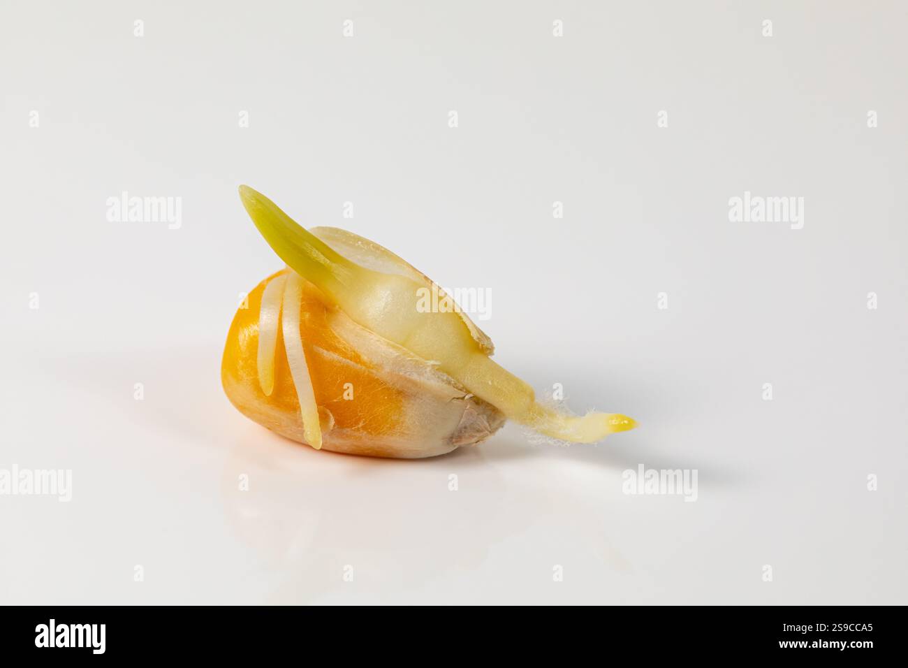 Primo piano della germinazione dei semi di mais non trattati isolata su sfondo bianco. Agricoltura, agronomia e concetto di agricoltura. Foto Stock
