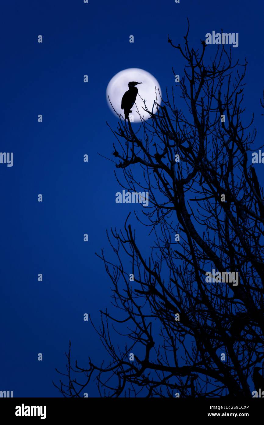Sagoma di cormorano su un albero causato dalla luna Foto Stock