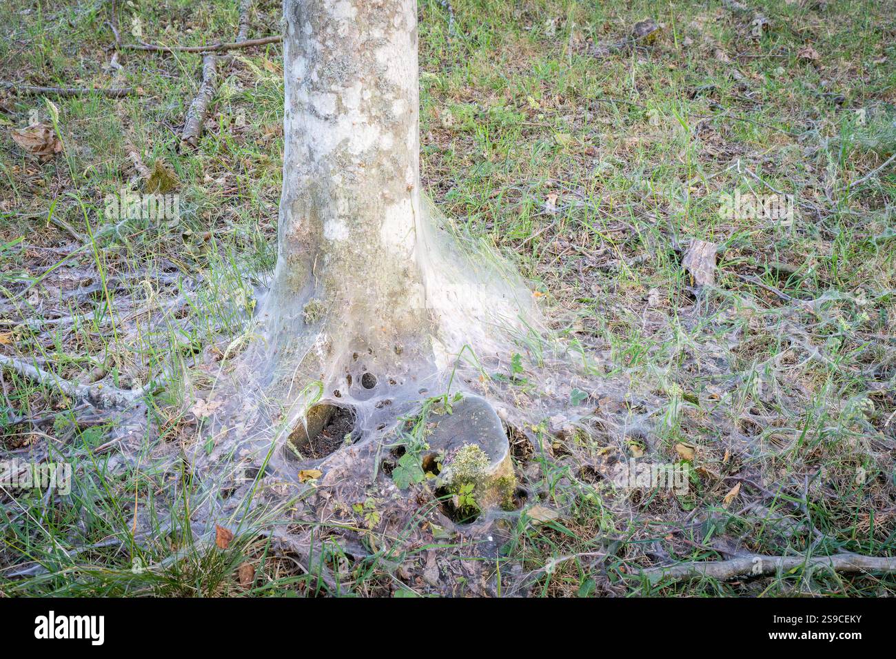 Danni causati dai pilastri caterpillari dell’ermina di ciliegio (Yponomeuta evonymella). Un albero di ciliegio ricoperto di tela creato dalla falena dell'ermellino. Foto Stock