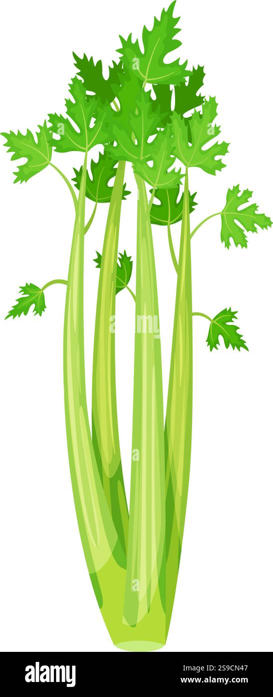 I gambi di sedano verde fresco con foglie crescono su sfondo bianco, creando un'immagine vivace e sana perfetta per progetti alimentari, nutrizionali o di stile di vita sano Illustrazione Vettoriale I gambi di sedano verde fresco con foglie crescono su sfondo bianco, creando un'immagine vivace e sana perfetta per progetti alimentari, nutrizionali o di stile di vita sano Illustrazione Vettoriale