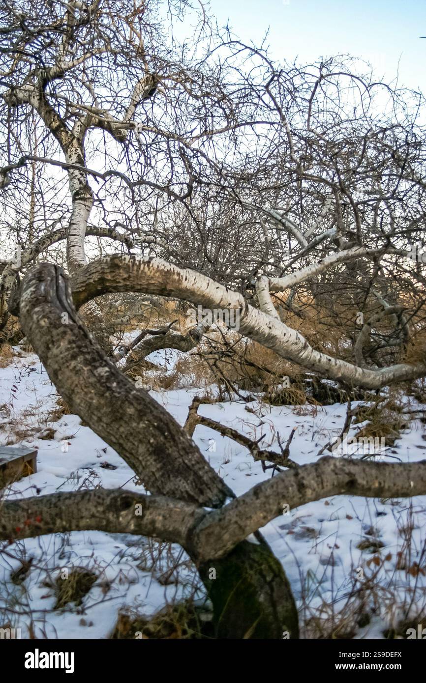 Un albero con un grande ramo è caduto a terra. La neve copre il terreno e l'albero Foto Stock