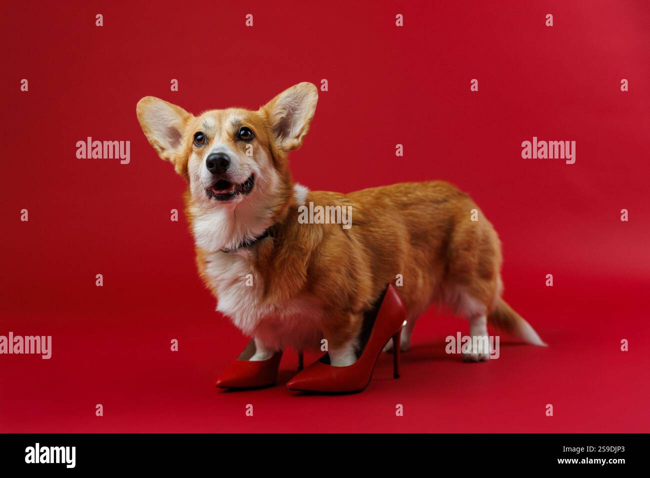 Tacchi alti rossi a dondolo in corgi, che ridefiniscono lo stile su un audace sfondo rosso Foto Stock