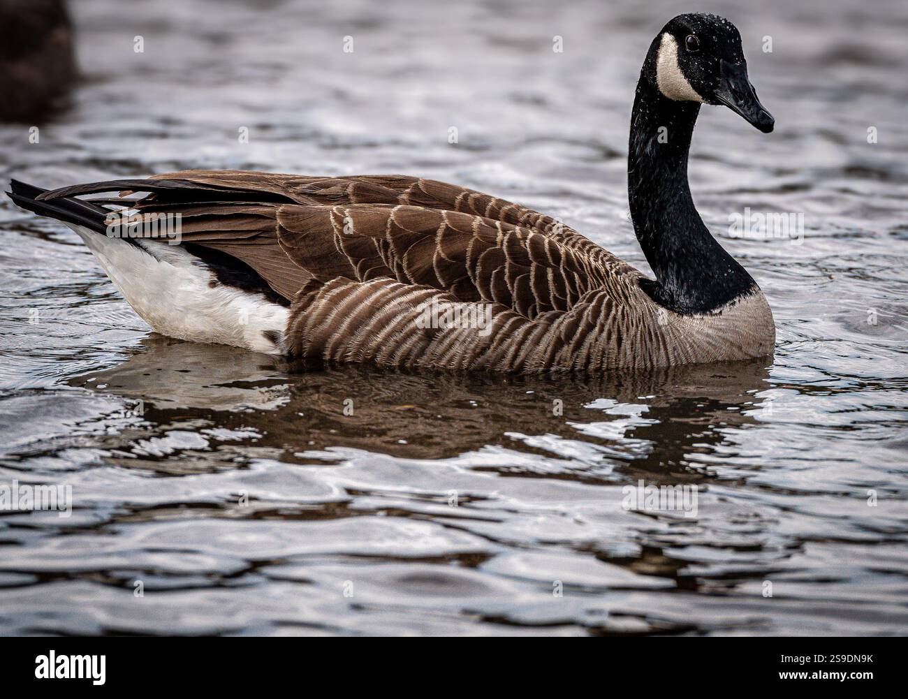 Cane, cucciolo, anatra sulla neve del fiume animali domestici, anatra al parco, cucciolo sulla neve, cane sulla neve, anatra nel lago, natura, inverno, calma, sposo, birdwatching Foto Stock