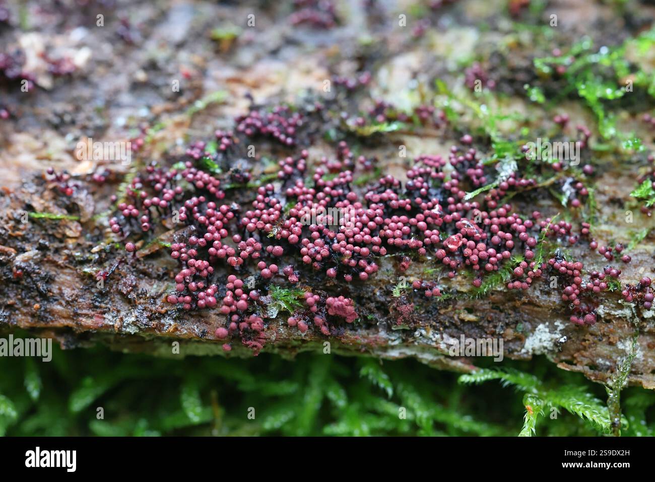 Cribraria purpurea, muffa viola dalla Finlandia, nessun nome inglese comune Foto Stock