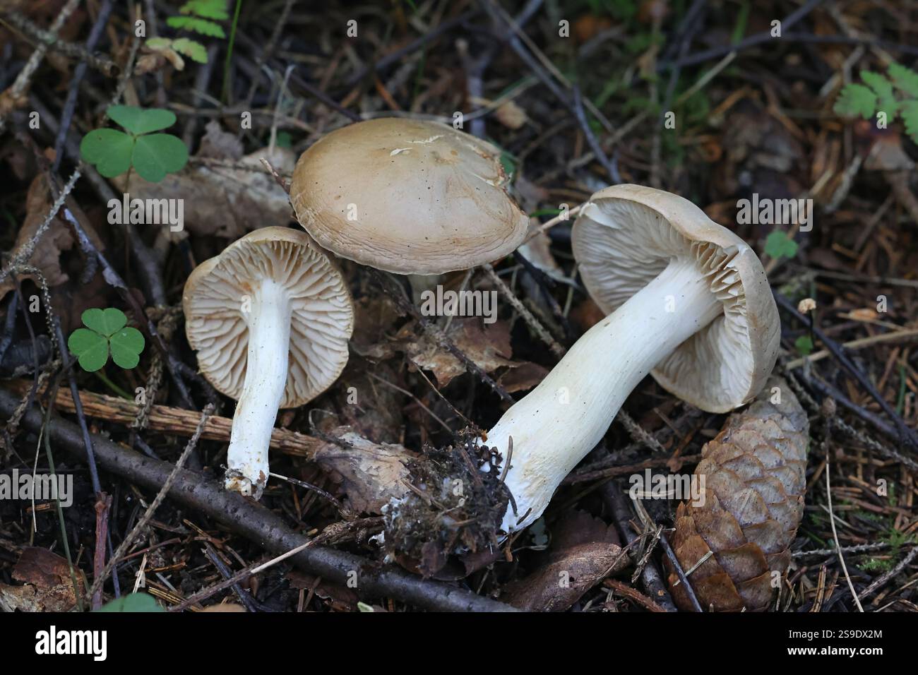 Tricholoma inamoenum, noto come cavaliere gassoso, fungo selvatico proveniente dalla Finlandia Foto Stock
