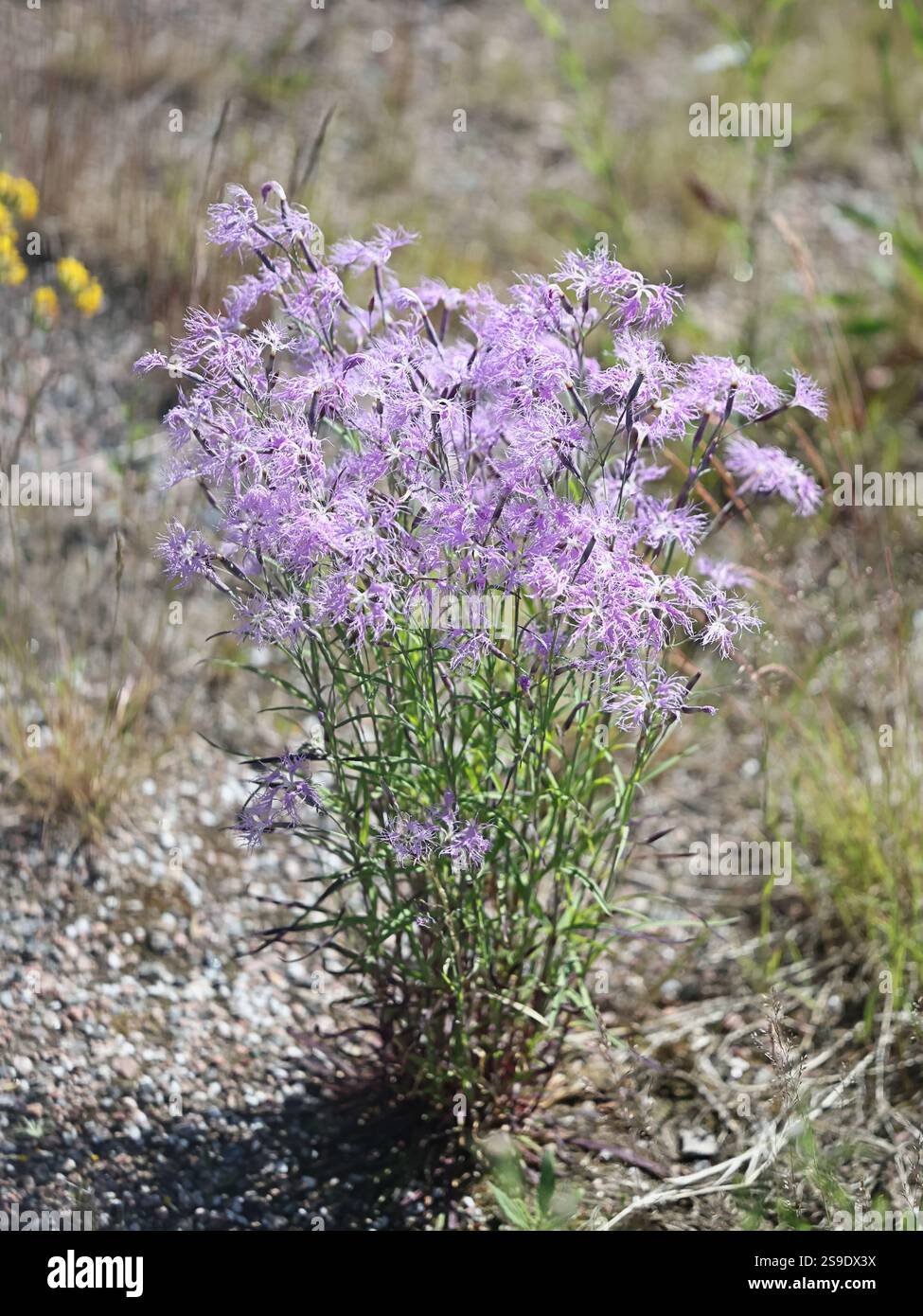 Large Pink, Dianthus superbus, nota anche come pianta a fiore selvatico rosa frangiato proveniente dalla Finlandia Foto Stock