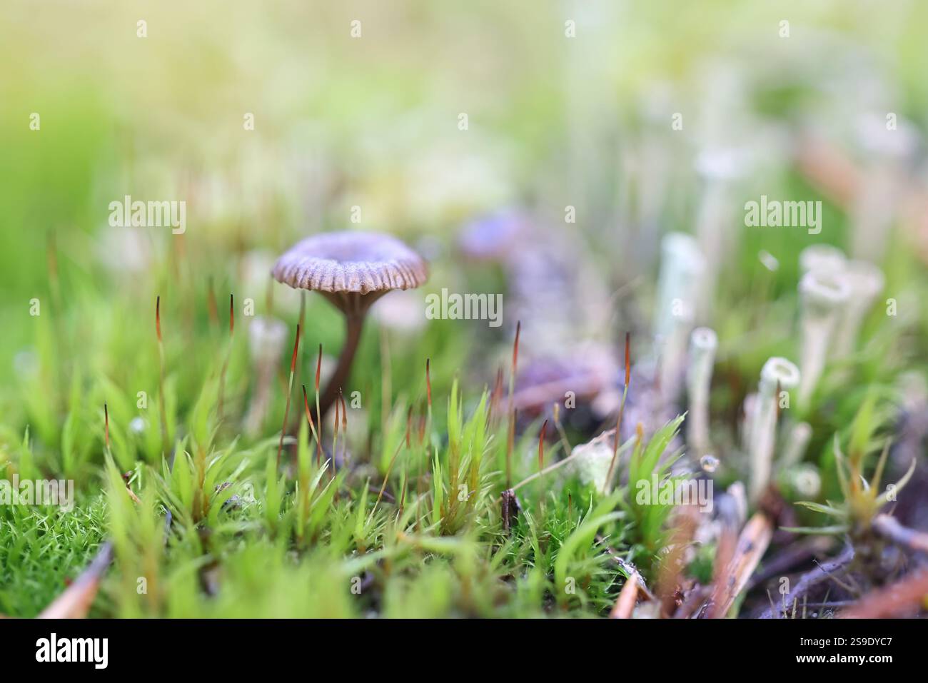 Arrhenia obscurata, minuscolo fungo finlandese, nessun nome inglese comune Foto Stock