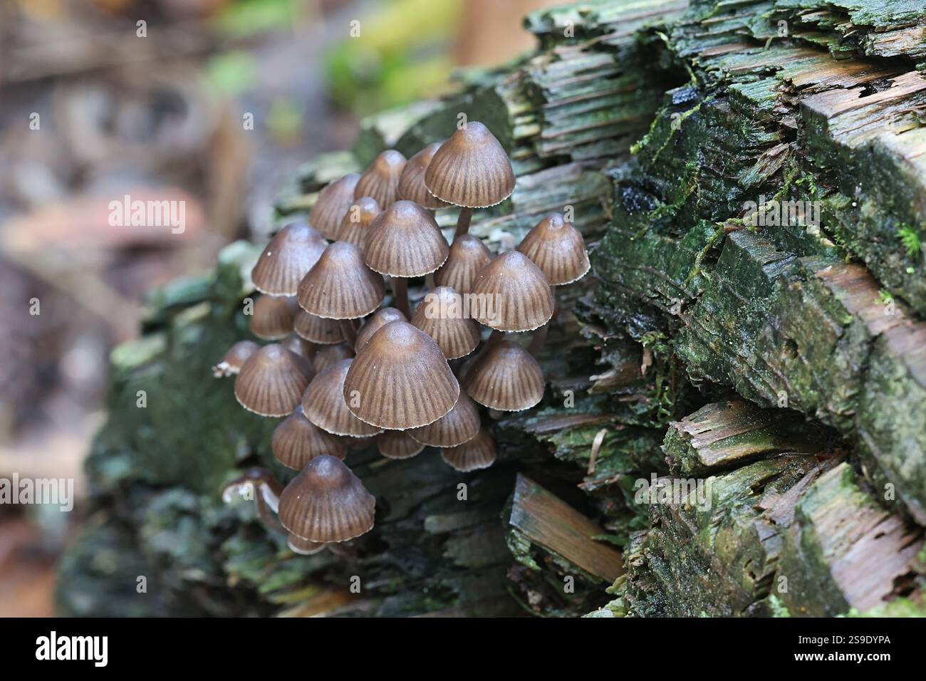 Mycena stipata, comunemente nota come cofano di pino raggruppato, fungo proveniente dalla Finlandia Foto Stock