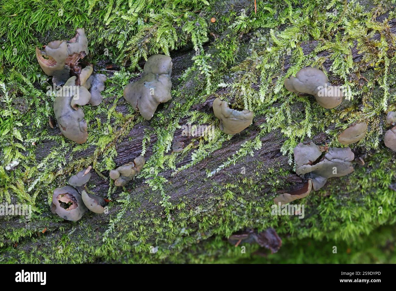 Chlorencoelia versiformis, comunemente noto come orecchio delle pulci, fungo selvatico proveniente dalla Finlandia Foto Stock