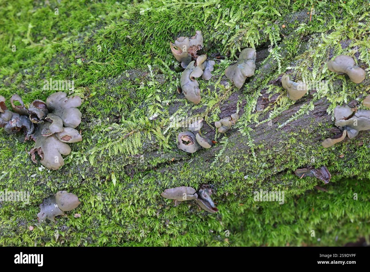 Chlorencoelia versiformis, comunemente noto come orecchio delle pulci, fungo selvatico proveniente dalla Finlandia Foto Stock