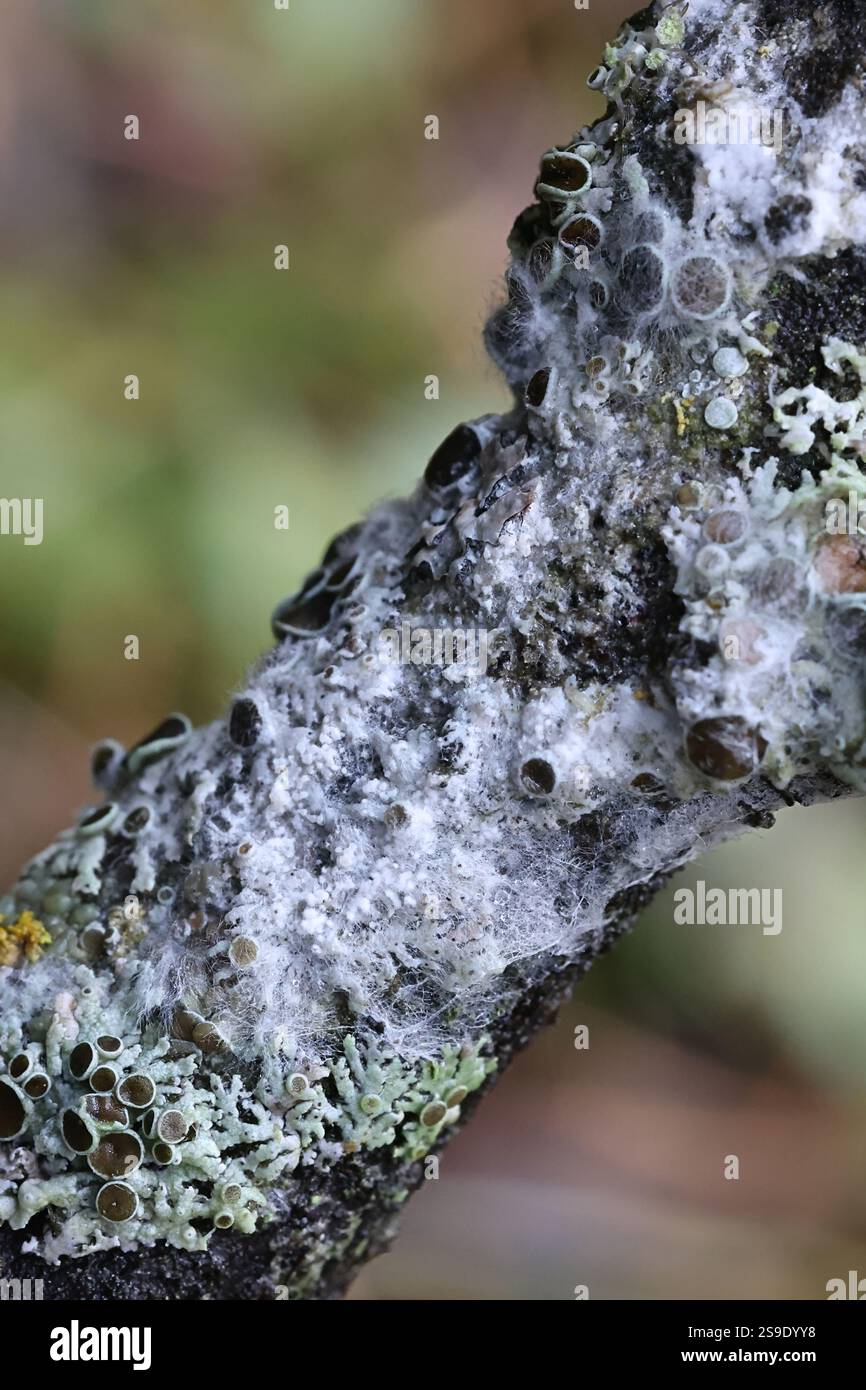 Athelia arachnoidea, comunemente nota come cobweb Duster, fungo proveniente dalla Finlandia Foto Stock