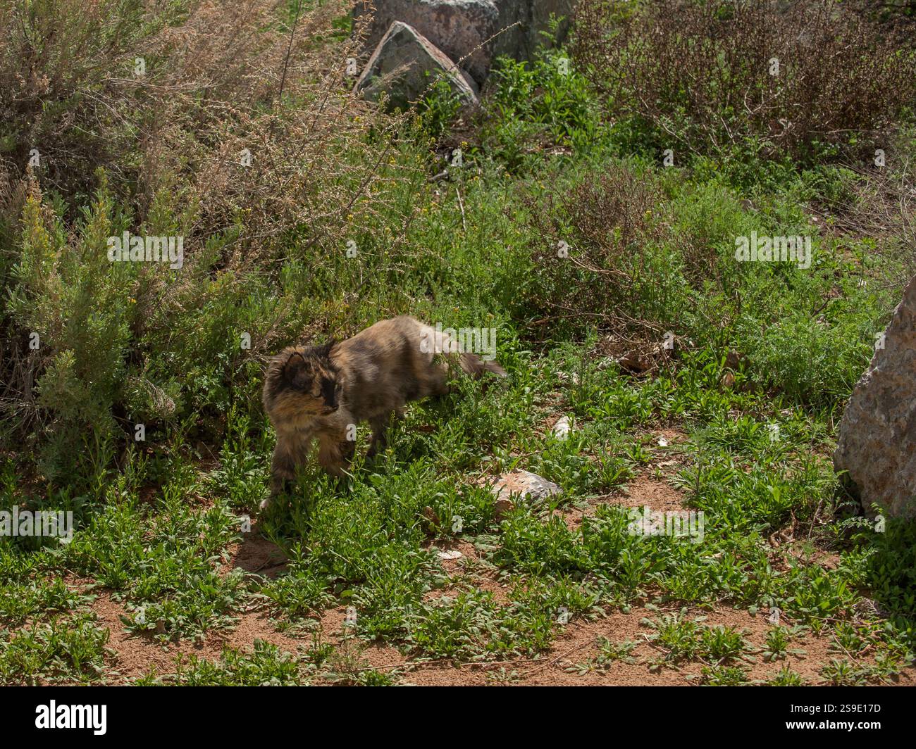 Un diffidente housecat di tartaruga tiene d'occhio i predatori durante la caccia Foto Stock