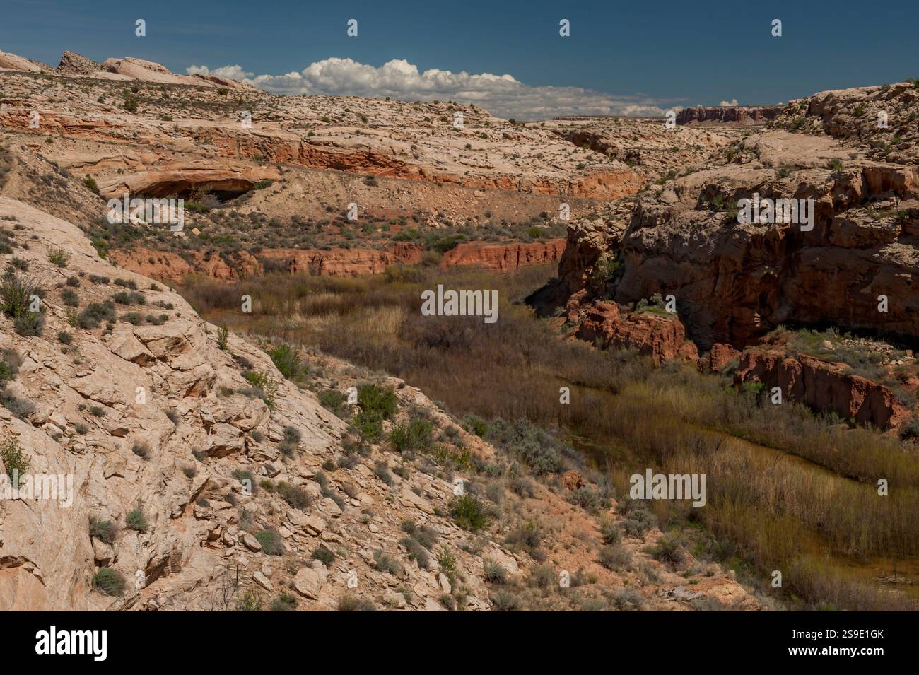 Butler Wash, un piccolo gulch vicino a Comb Ridge nel sud-est dello Utah Foto Stock