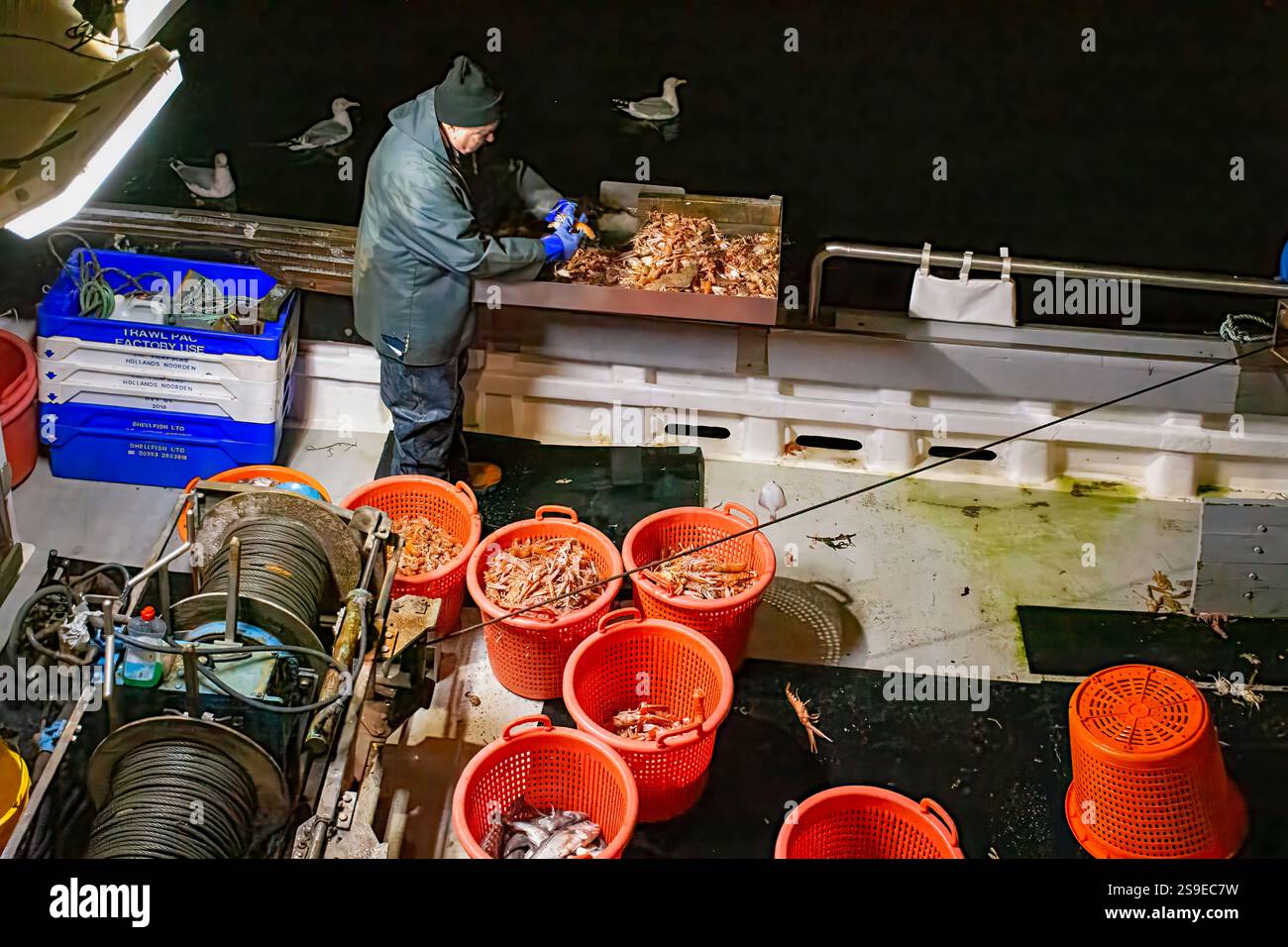 Il porto di Burghead Moray Scotland ormeggiava barche da pesca di notte un pescatore che lavorava alla selezione di cesti di gamberi e gamberi Foto Stock