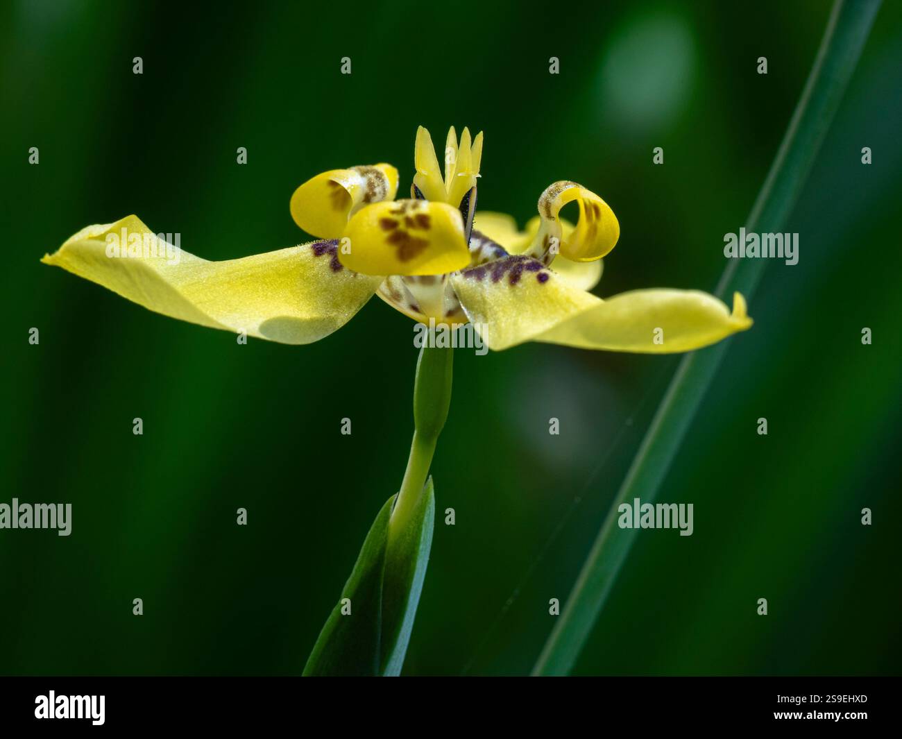Vista ravvicinata del giallo con macchie marroni fiore di Iris trimezia steyermarkii o trimezia martinicensis isolato su sfondo naturale verde Foto Stock